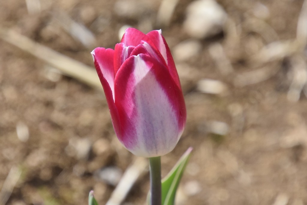 Foto: Plantación de tulipanes - Saldes (Barcelona), España