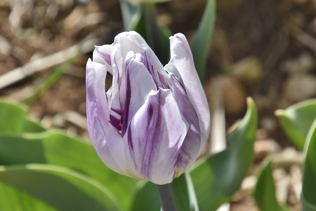 Foto: Plantación de tulipanes - Saldes (Barcelona), España