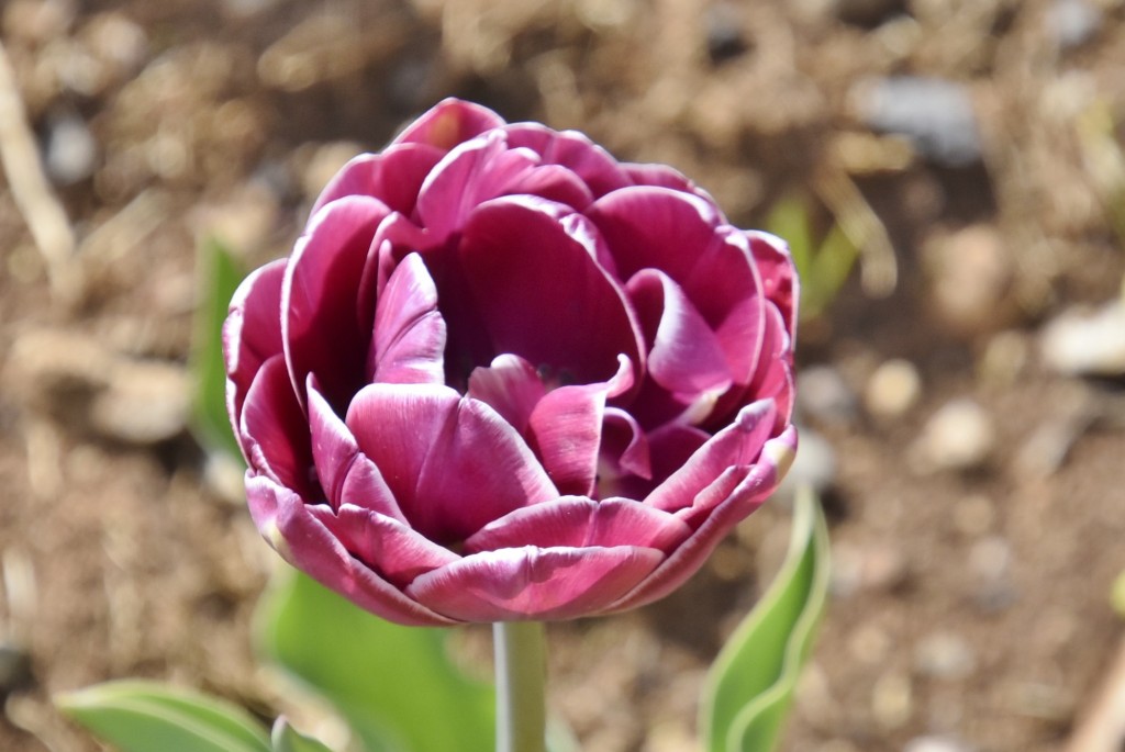 Foto: Plantación de tulipanes - Saldes (Barcelona), España