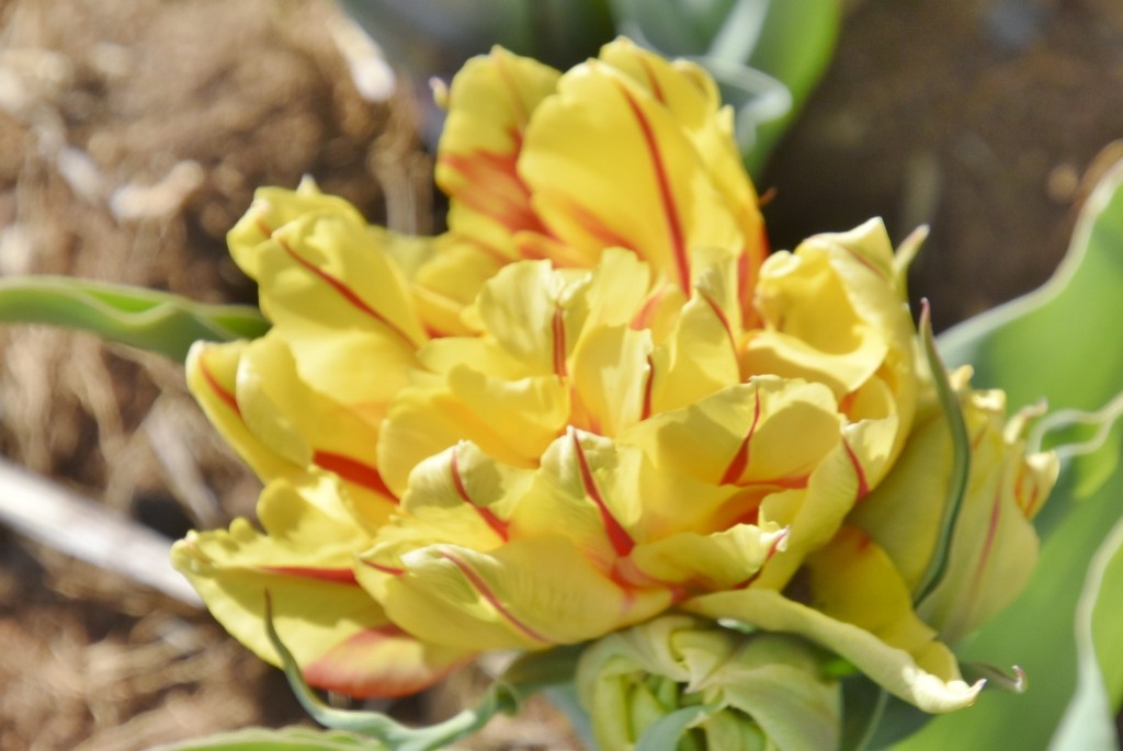 Foto: Plantación de tulipanes - Saldes (Barcelona), España