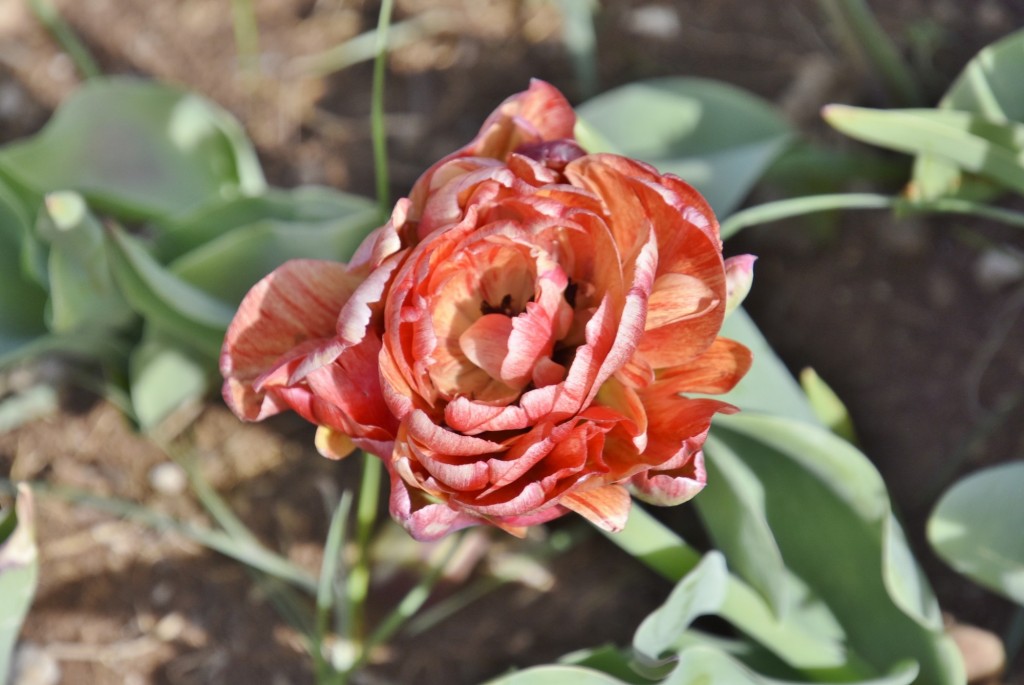 Foto: Plantación de tulipanes - Saldes (Barcelona), España