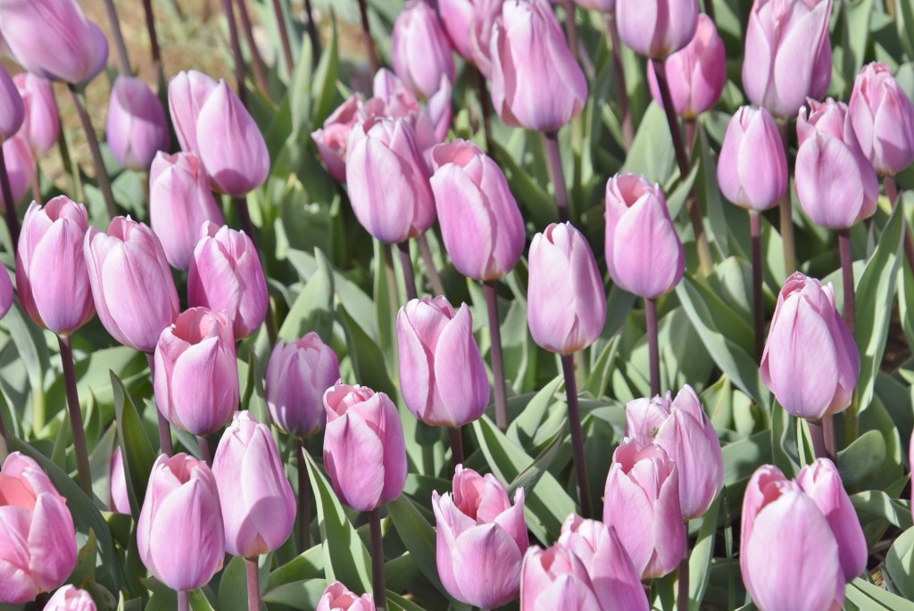 Foto: Plantación de tulipanes - Saldes (Barcelona), España