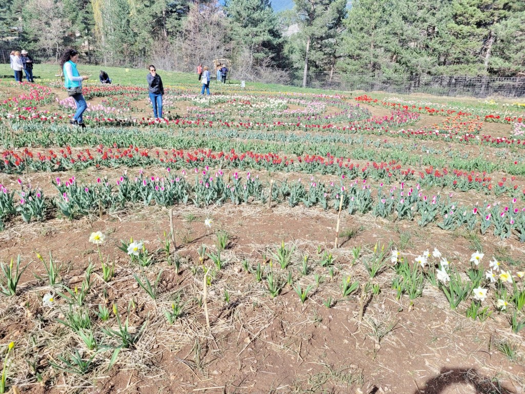 Foto: Plantación de tulipanes - Saldes (Barcelona), España