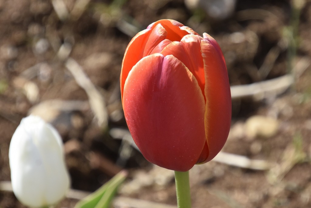 Foto: Plantación de tulipanes - Saldes (Barcelona), España