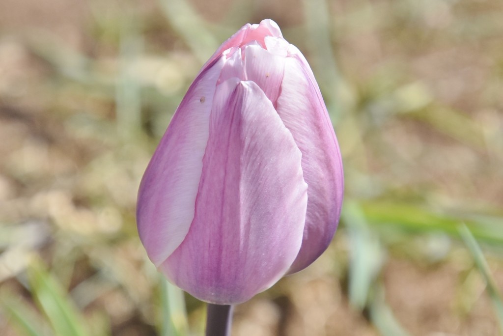 Foto: Plantación de tulipanes - Saldes (Barcelona), España