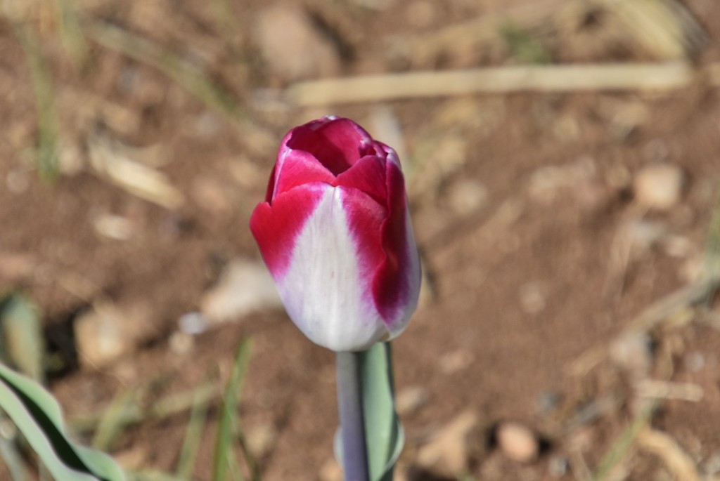 Foto: Plantación de tulipanes - Saldes (Barcelona), España