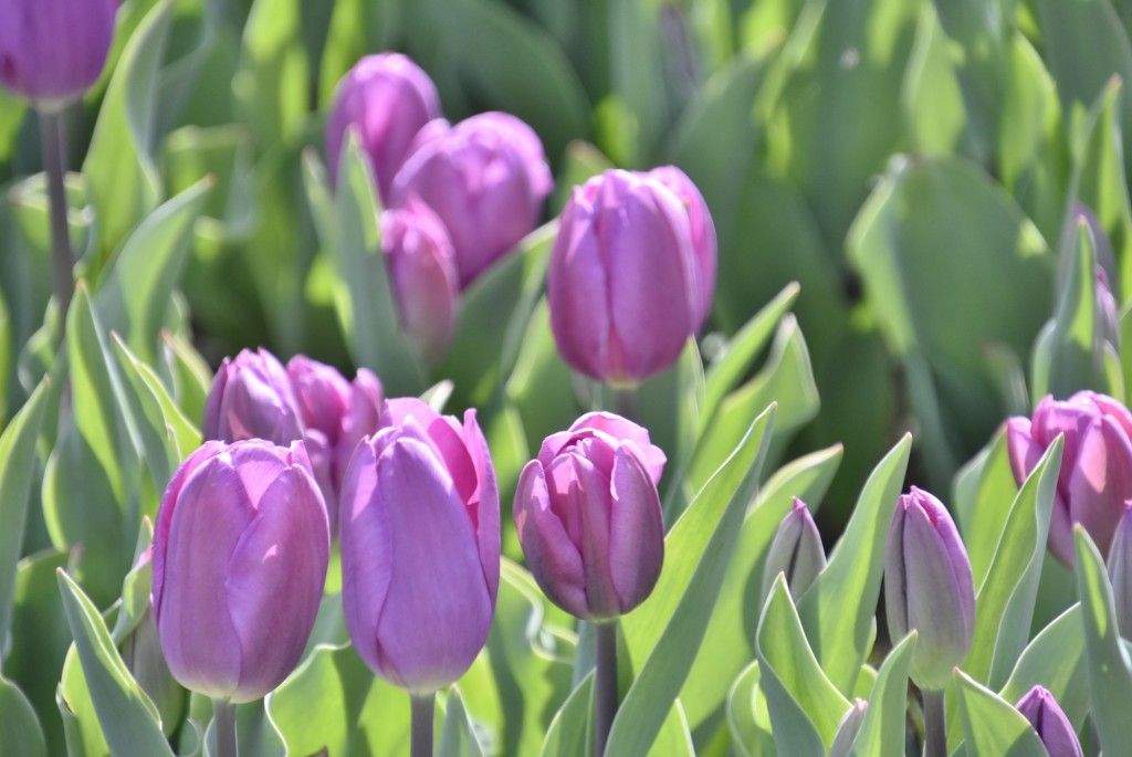 Foto: Plantación de tulipanes - Saldes (Barcelona), España