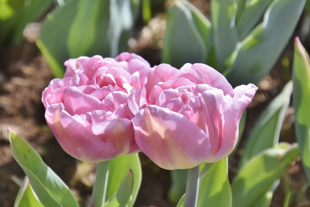 Foto: Plantación de tulipanes - Saldes (Barcelona), España