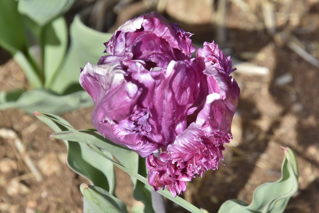 Foto: Plantación de tulipanes - Saldes (Barcelona), España