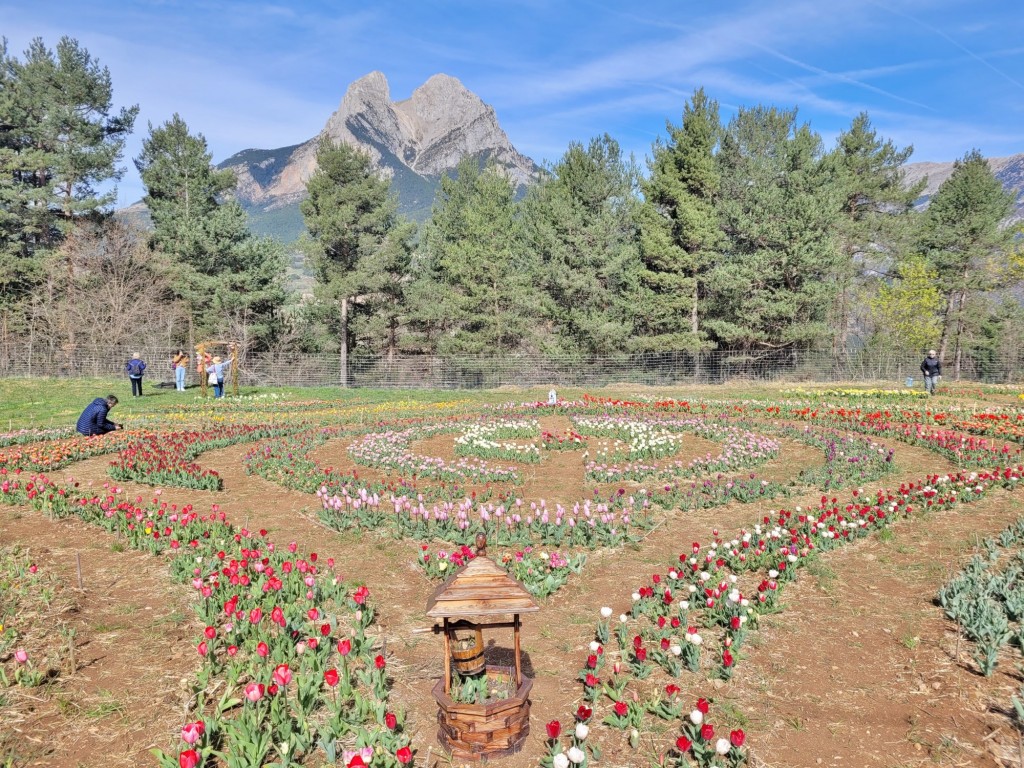 Foto: Plantación de tulipanes - Saldes (Barcelona), España