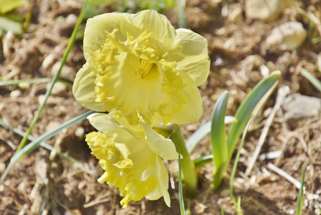 Foto: Plantación de tulipanes - Saldes (Barcelona), España