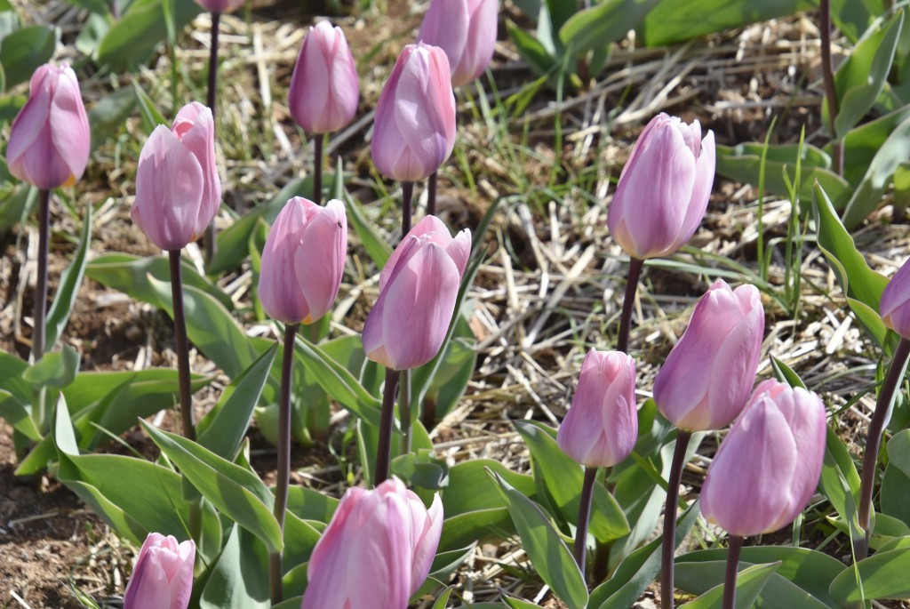 Foto: Plantación de tulipanes - Saldes (Barcelona), España