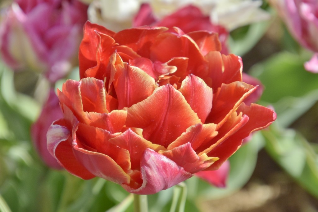 Foto: Plantación de tulipanes - Saldes (Barcelona), España