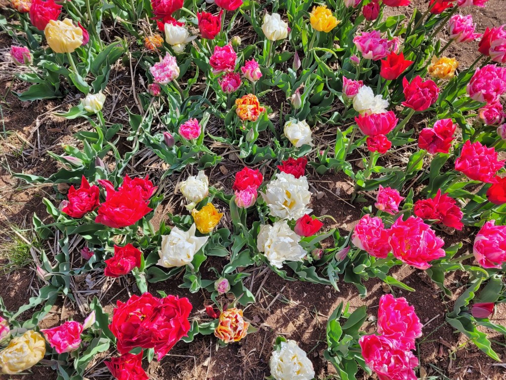 Foto: Plantación de tulipanes - Saldes (Barcelona), España