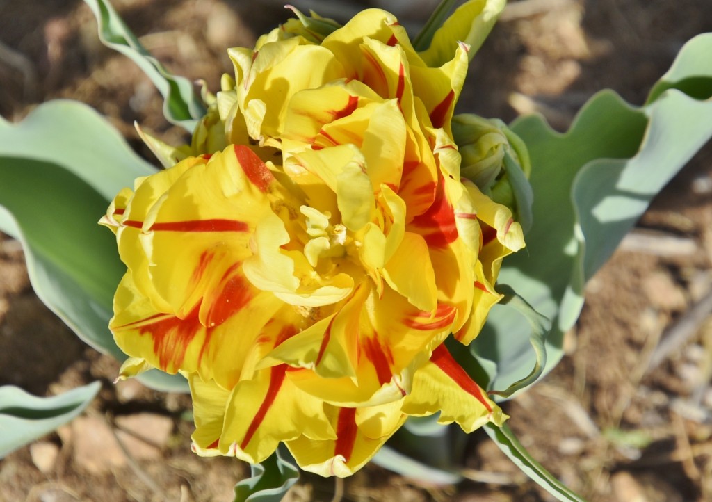 Foto: Plantación de tulipanes - Saldes (Barcelona), España