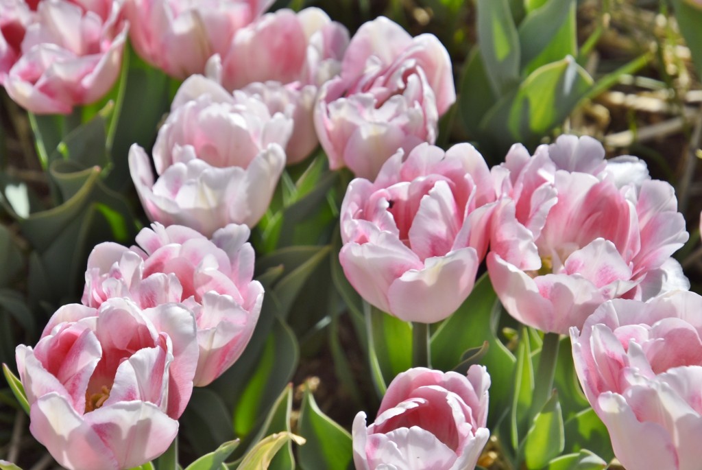 Foto: Plantación de tulipanes - Saldes (Barcelona), España