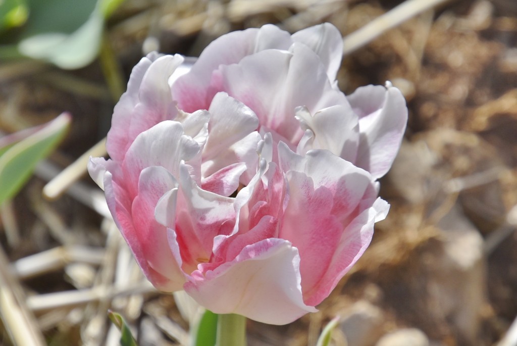 Foto: Plantación de tulipanes - Saldes (Barcelona), España