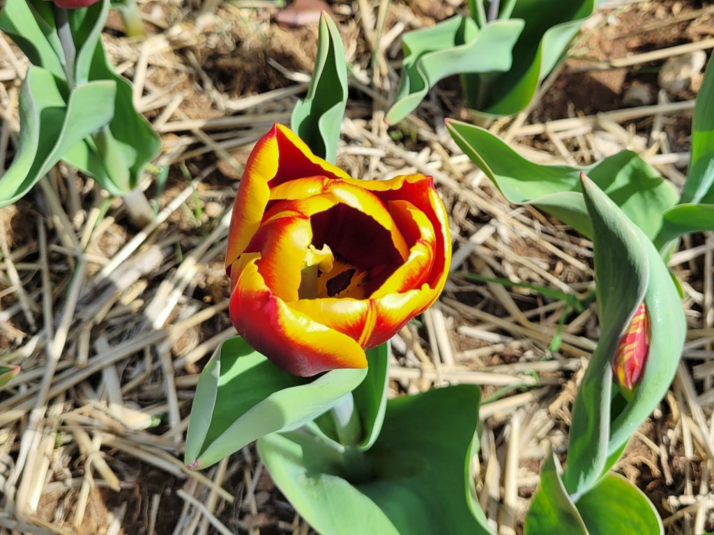 Foto: Plantación de tulipanes - Saldes (Barcelona), España