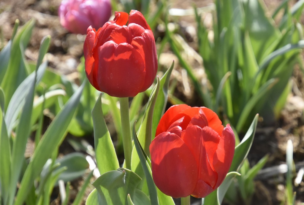 Foto: Plantación de tulipanes - Saldes (Barcelona), España