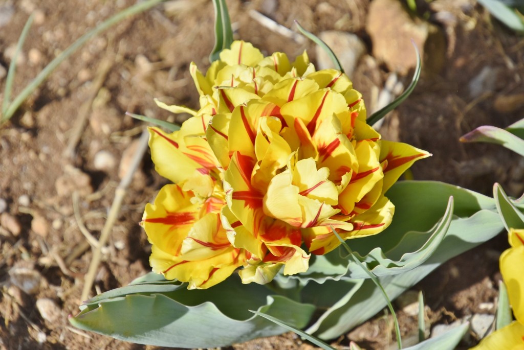 Foto: Plantación de tulipanes - Saldes (Barcelona), España