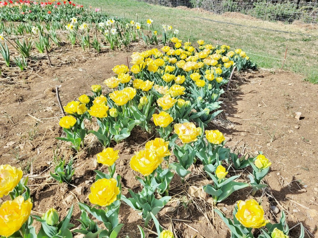 Foto: Plantación de tulipanes - Saldes (Barcelona), España