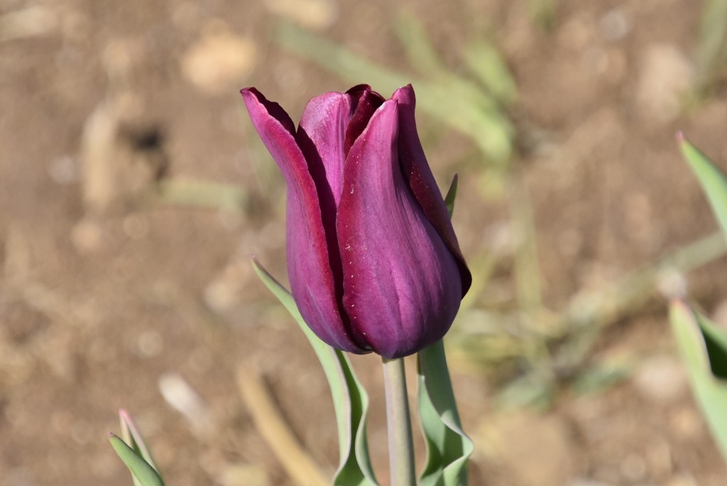 Foto: Plantación de tulipanes - Saldes (Barcelona), España