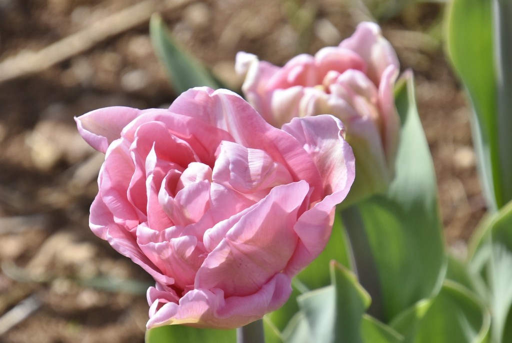 Foto: Plantación de tulipanes - Saldes (Barcelona), España