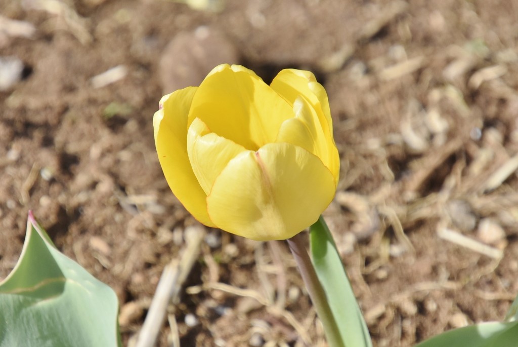 Foto: Plantación de tulipanes - Saldes (Barcelona), España