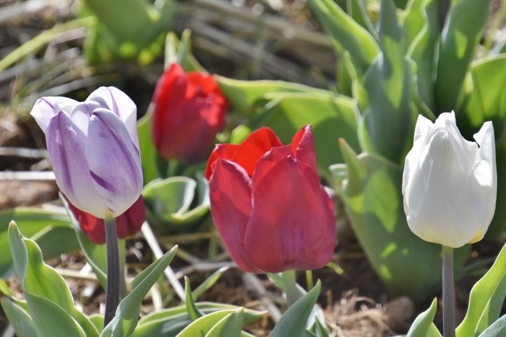 Foto: Plantación de tulipanes - Saldes (Barcelona), España