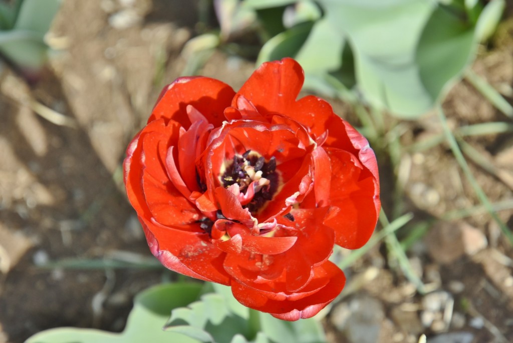 Foto: Plantación de tulipanes - Saldes (Barcelona), España