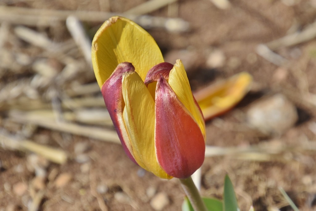 Foto: Plantación de tulipanes - Saldes (Barcelona), España