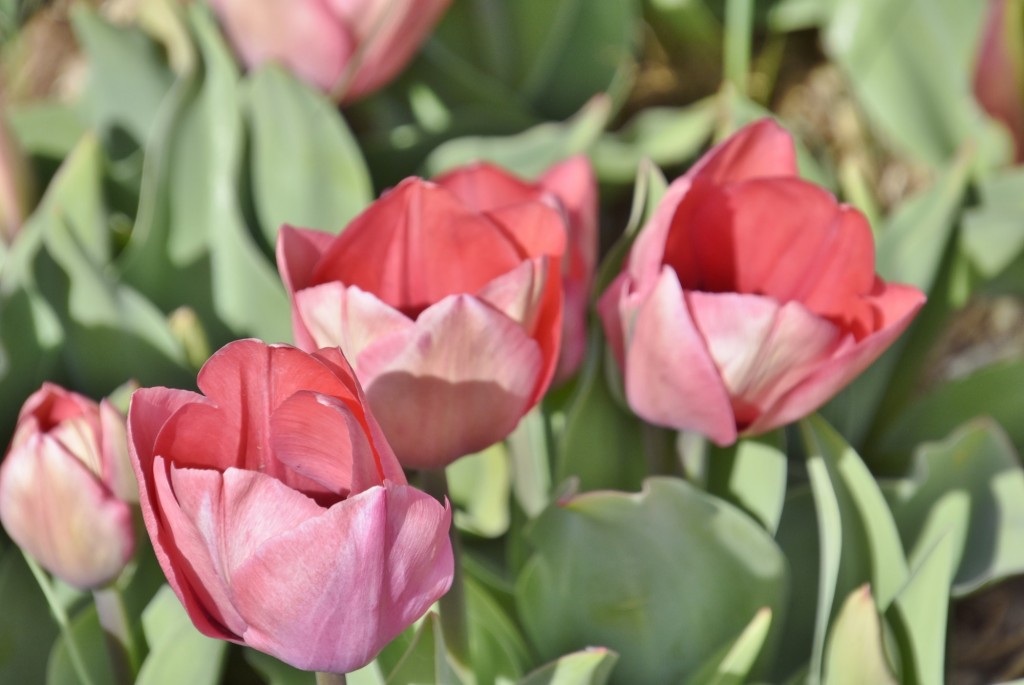 Foto: Plantación de tulipanes - Saldes (Barcelona), España