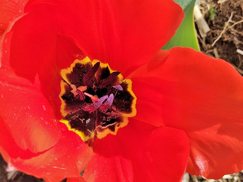 Foto: Plantación de tulipanes - Saldes (Barcelona), España