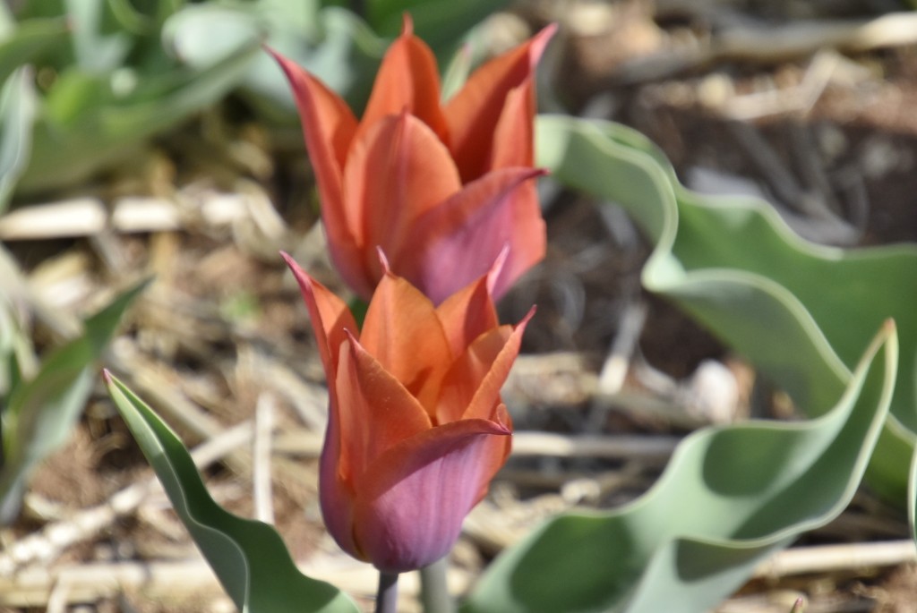 Foto: Plantación de tulipanes - Saldes (Barcelona), España