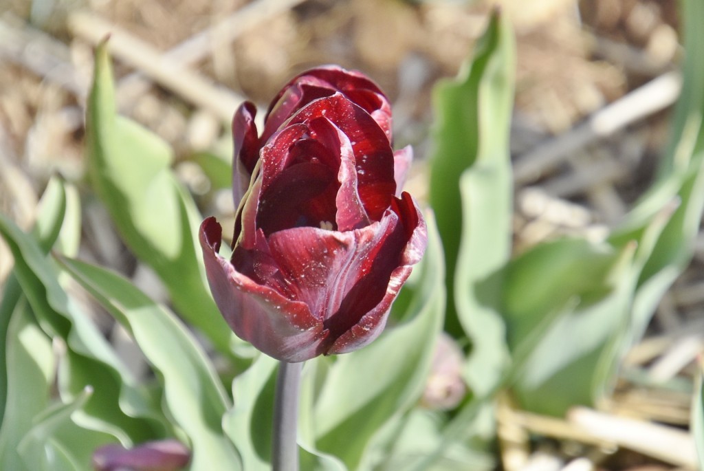 Foto: Plantación de tulipanes - Saldes (Barcelona), España