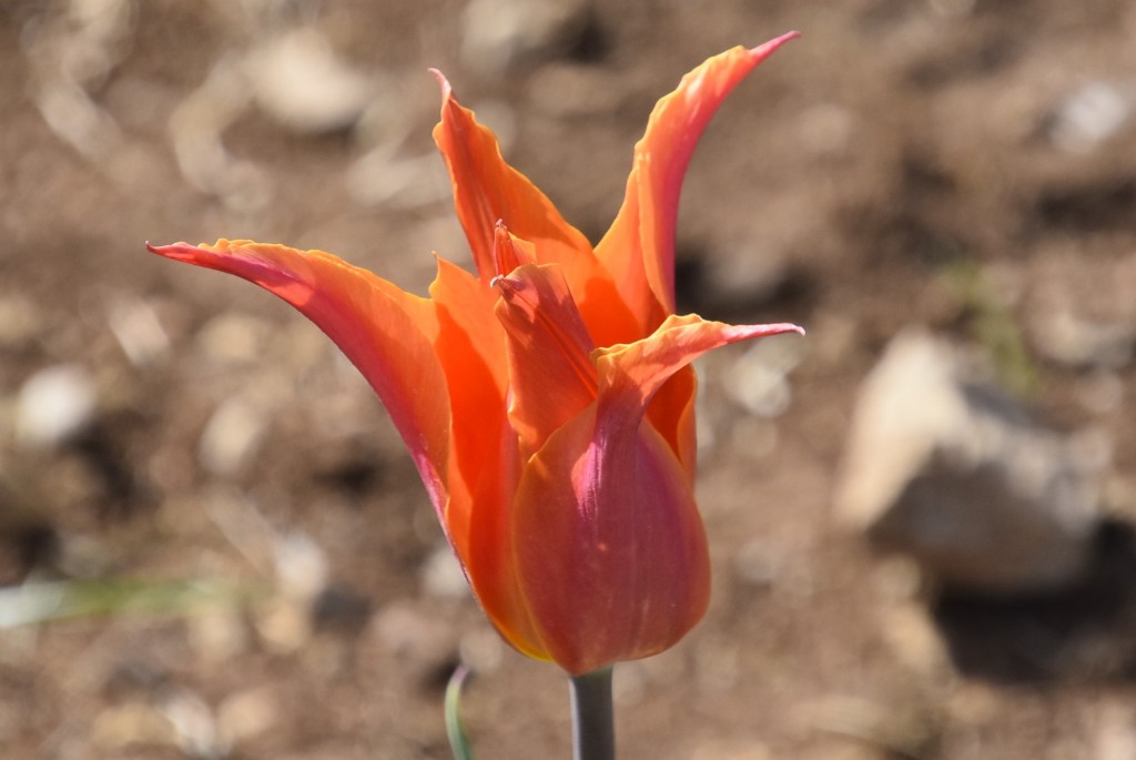 Foto: Plantación de tulipanes - Saldes (Barcelona), España