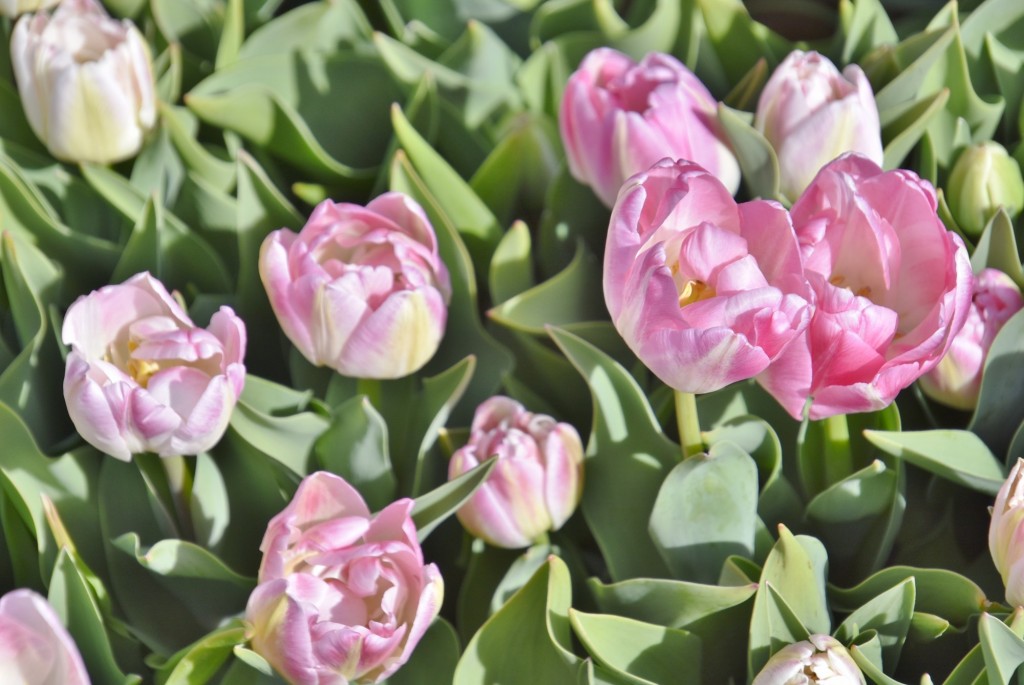 Foto: Plantación de tulipanes - Saldes (Barcelona), España