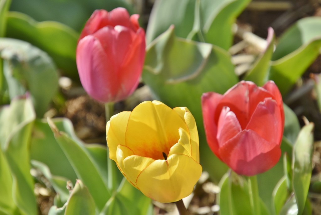 Foto: Plantación de tulipanes - Saldes (Barcelona), España