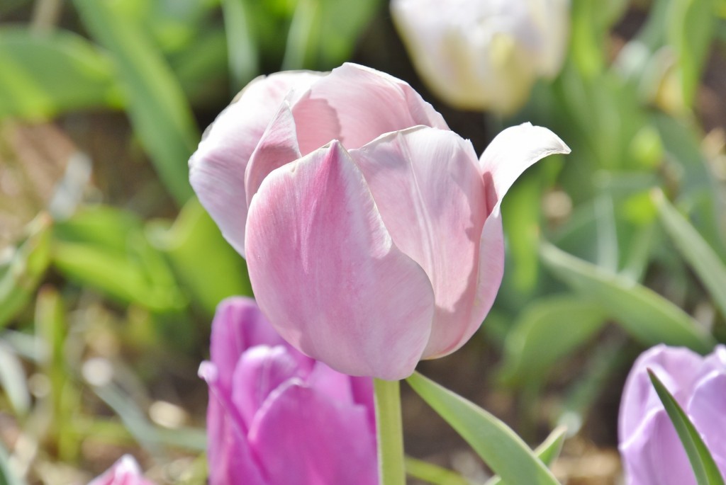 Foto: Plantación de tulipanes - Saldes (Barcelona), España