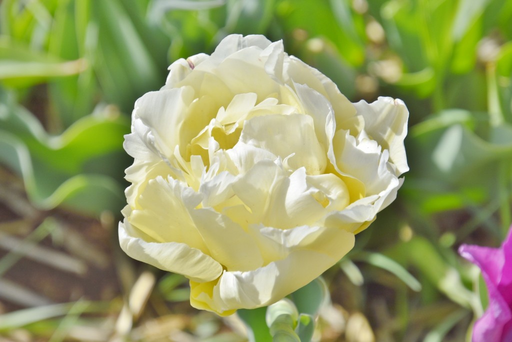 Foto: Plantación de tulipanes - Saldes (Barcelona), España