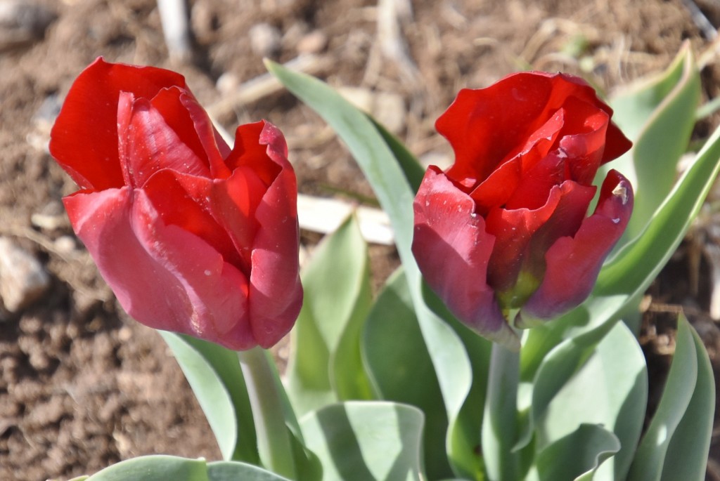 Foto: Plantación de tulipanes - Saldes (Barcelona), España