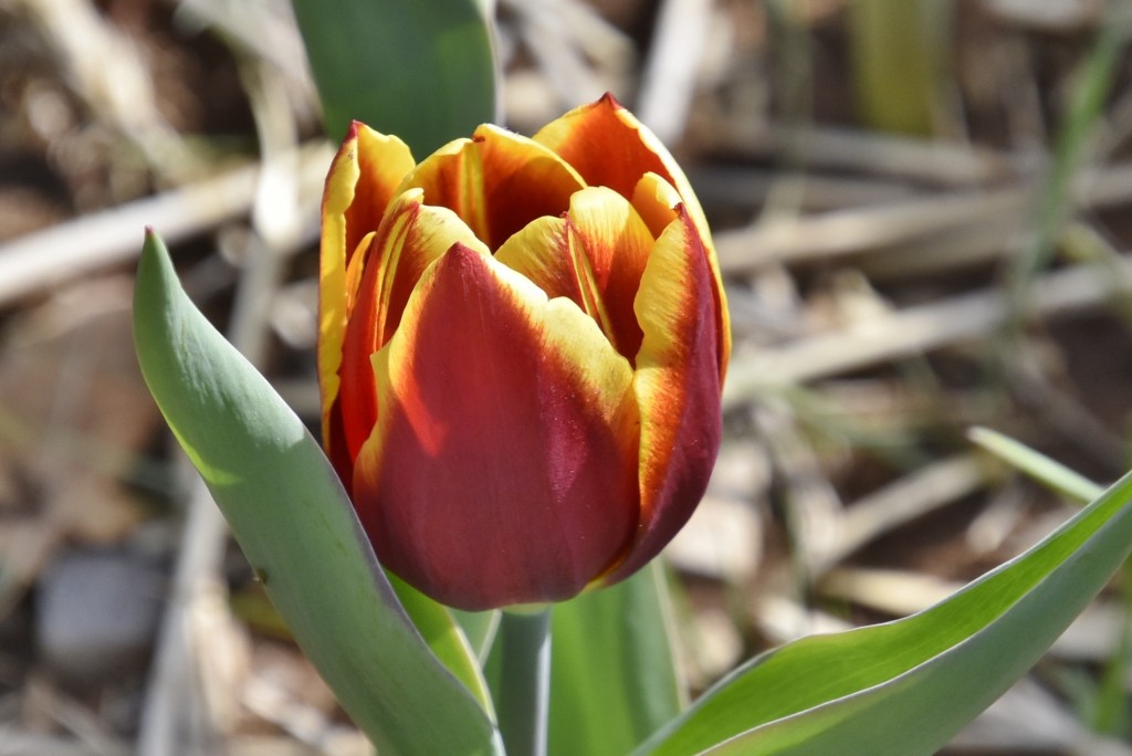 Foto: Plantación de tulipanes - Saldes (Barcelona), España