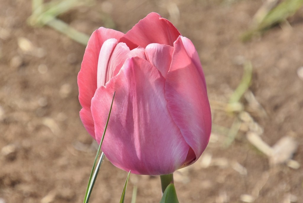 Foto: Plantación de tulipanes - Saldes (Barcelona), España