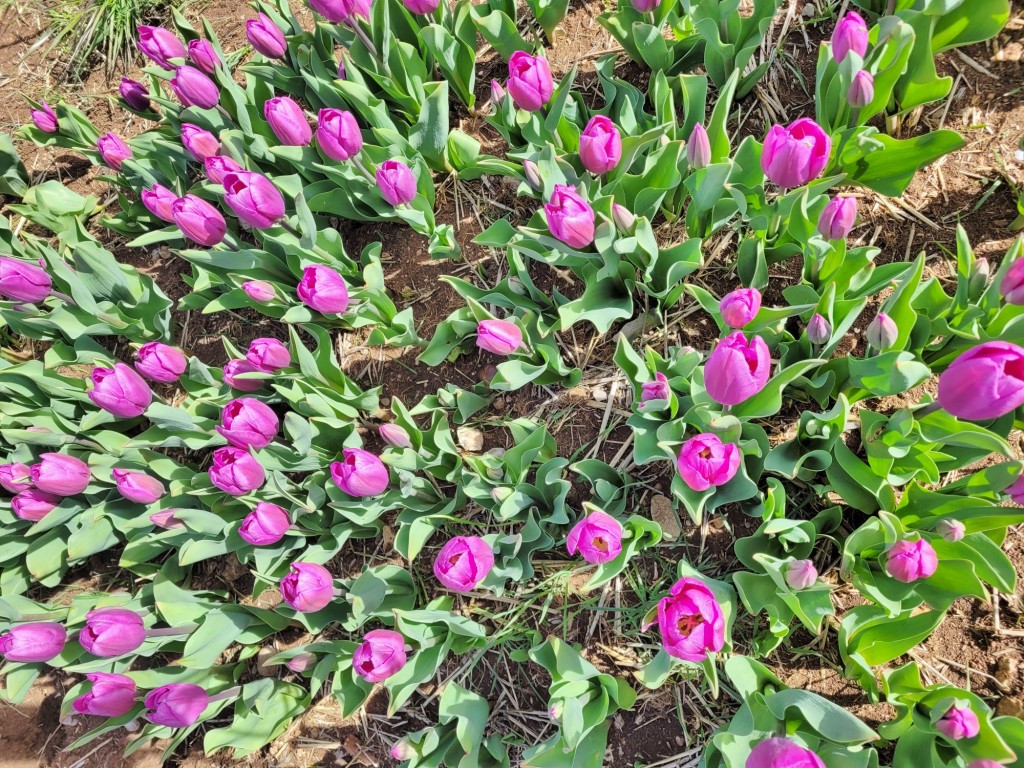 Foto: Plantación de tulipanes - Saldes (Barcelona), España