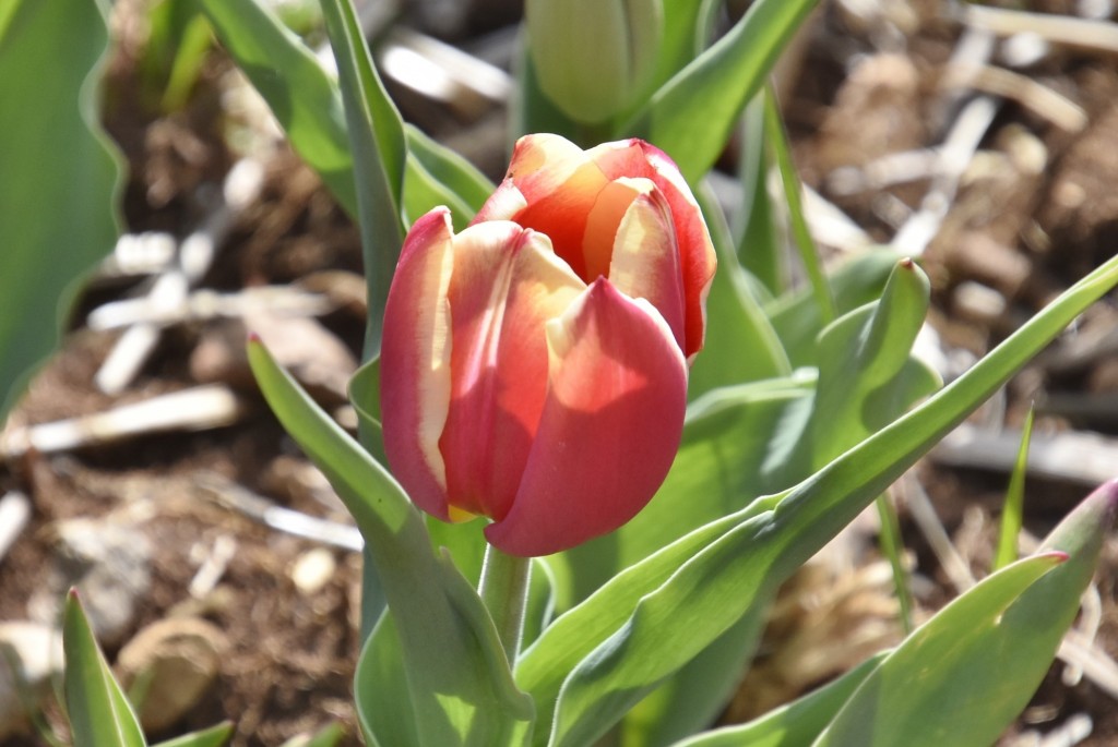 Foto: Plantación de tulipanes - Saldes (Barcelona), España