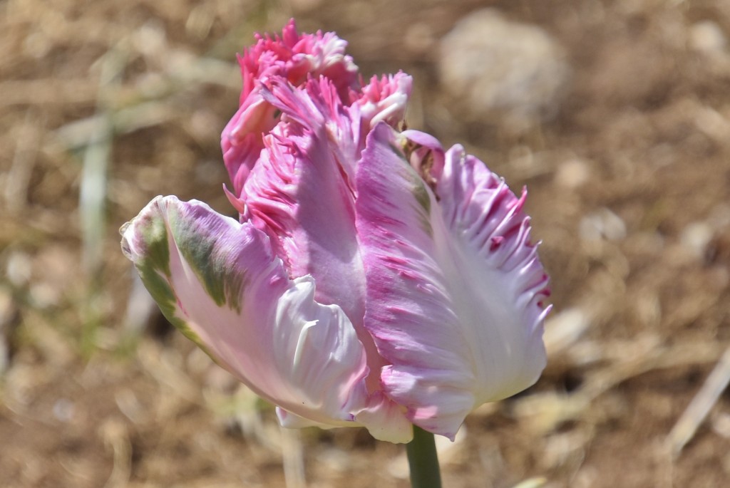 Foto: Plantación de tulipanes - Saldes (Barcelona), España