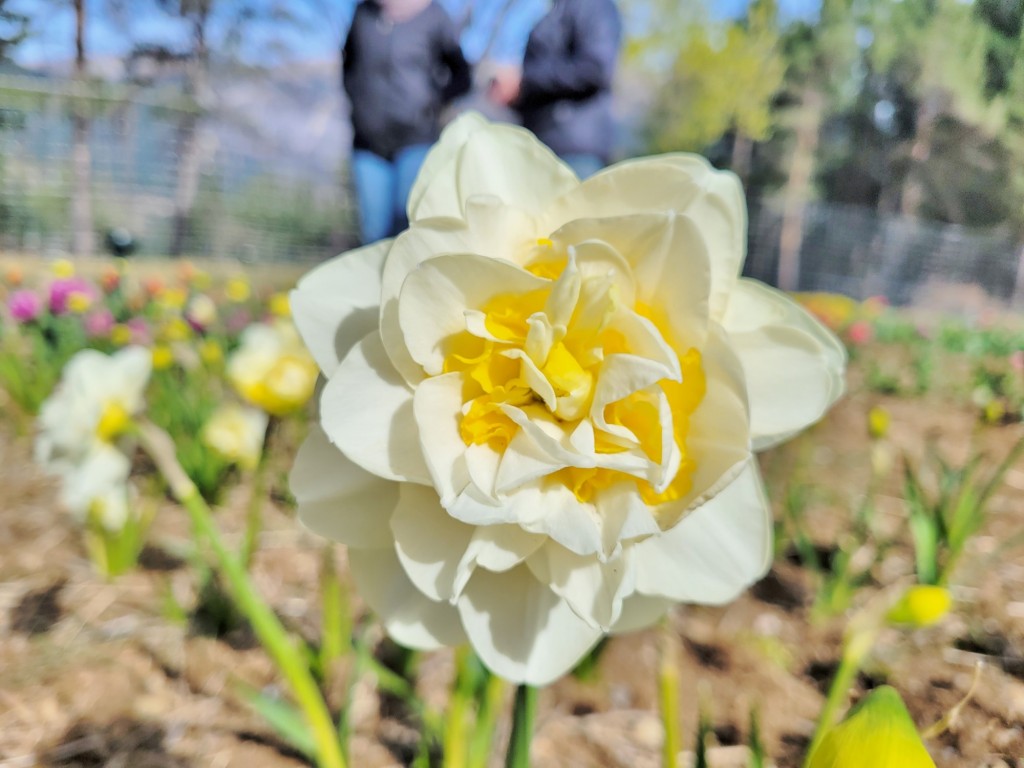 Foto: Plantación de tulipanes - Saldes (Barcelona), España