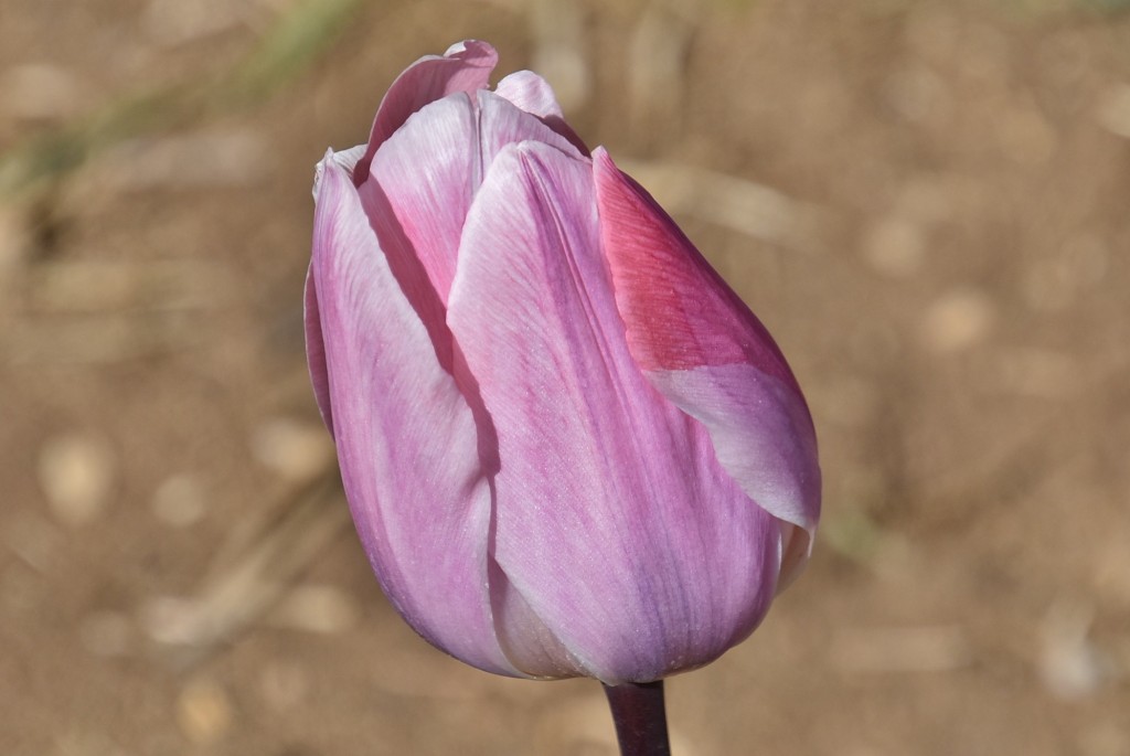 Foto: Plantación de tulipanes - Saldes (Barcelona), España