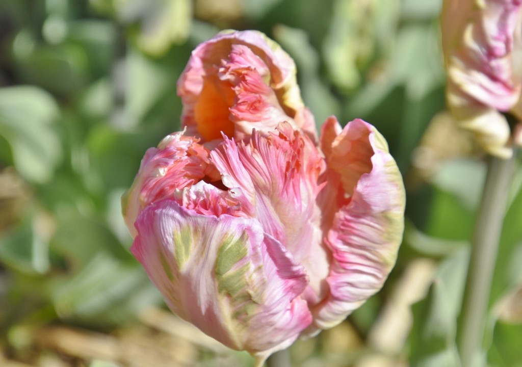 Foto: Plantación de tulipanes - Saldes (Barcelona), España