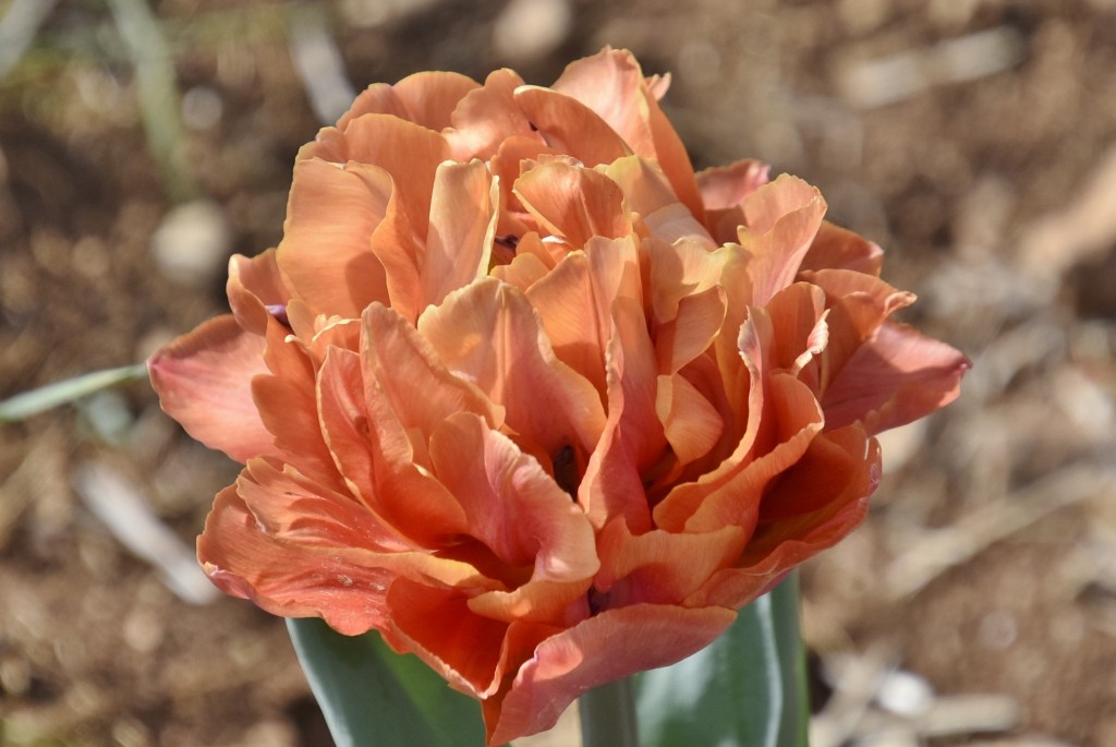 Foto: Plantación de tulipanes - Saldes (Barcelona), España